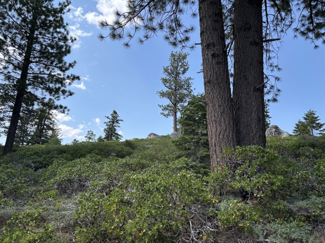Manzanita plants