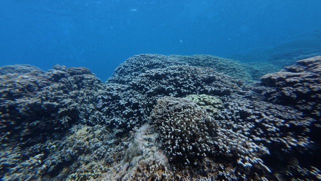 Descending on the coral at Anau
