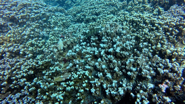 Honeycomb Grouper
