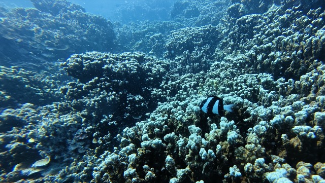 Humbug Dascyllus