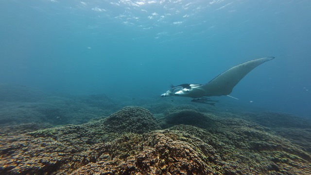 Manta Ray