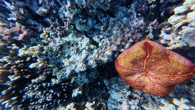 Cushion Starfish