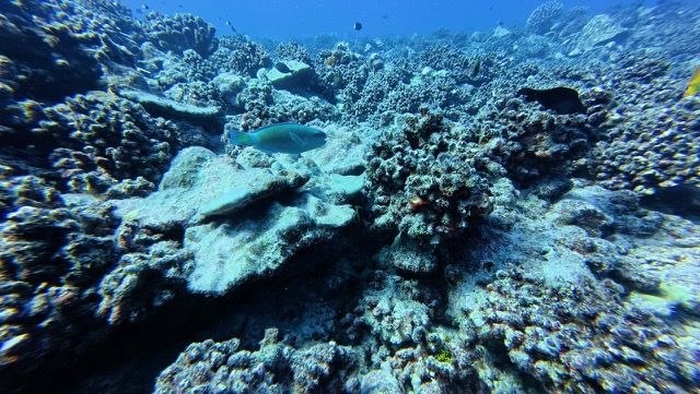 Parrotfish