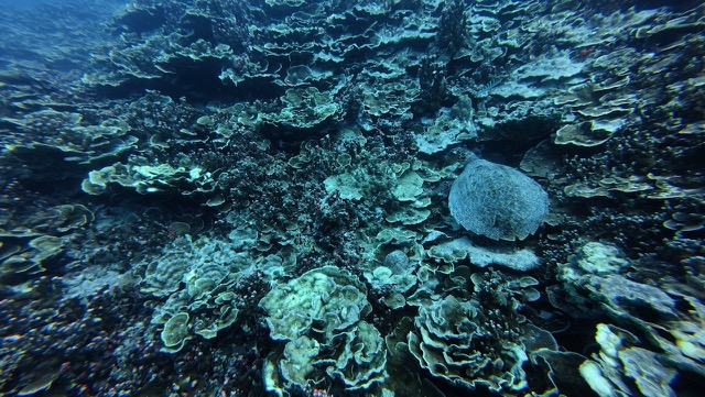Hawksbill Turtle