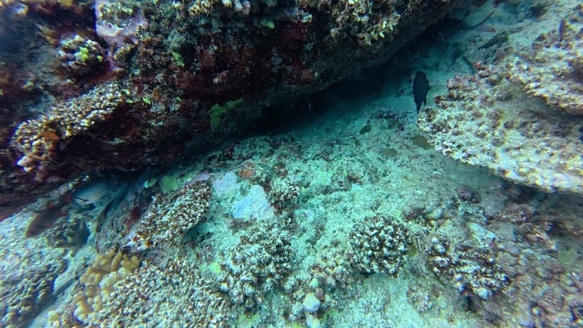 Reef Fish