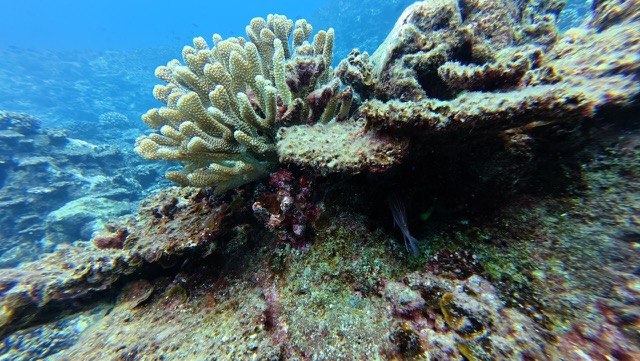 Coral