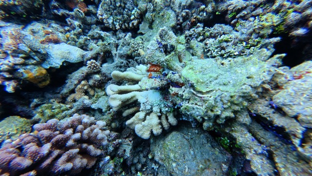 Coral