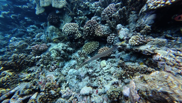 Trumpetfish