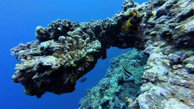 Moorish Idol