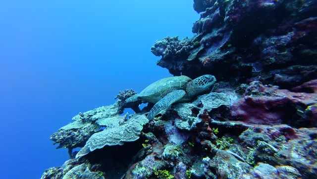 Chill Turtle
