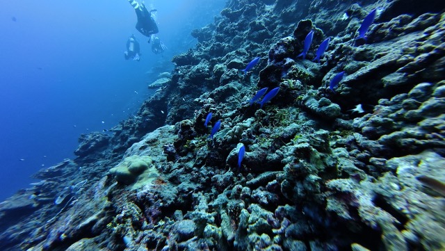 Beautiful blue fish