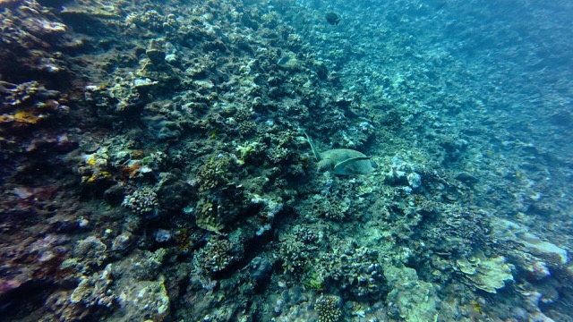 Turtle swimming