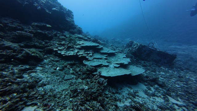 Coral
