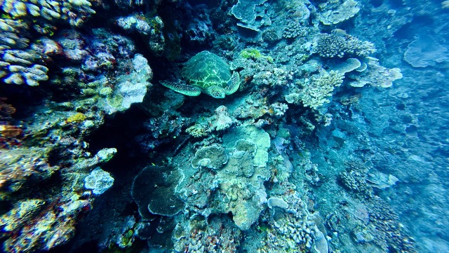 Green Sea Turtle