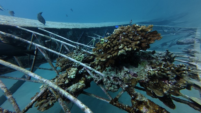 Coral growing on the wings