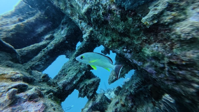 Blacktail Snapper