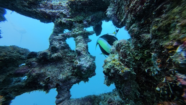 Moorish Idol