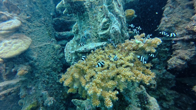 School of Hambug Dascyllus