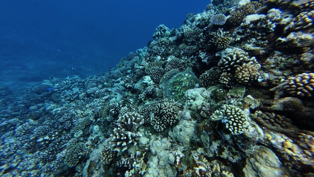 Turtle hiding
