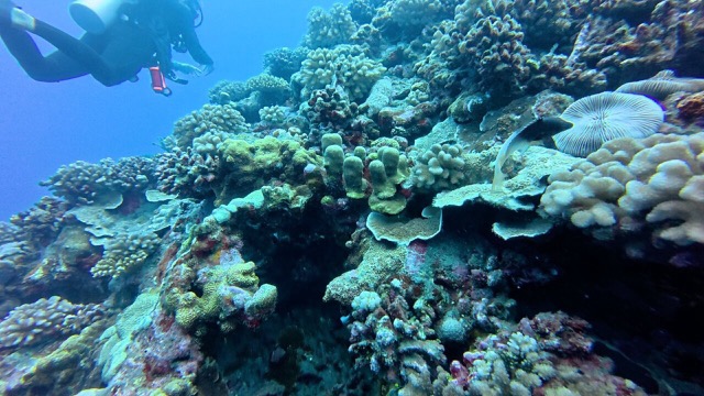 Possibly a Axilspot Hogfish but not sure