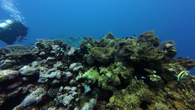 Coral