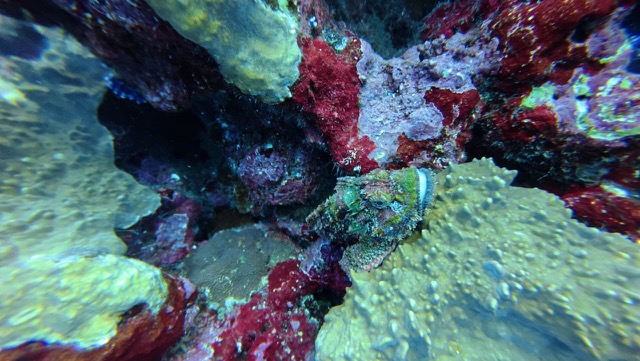 Stonefish