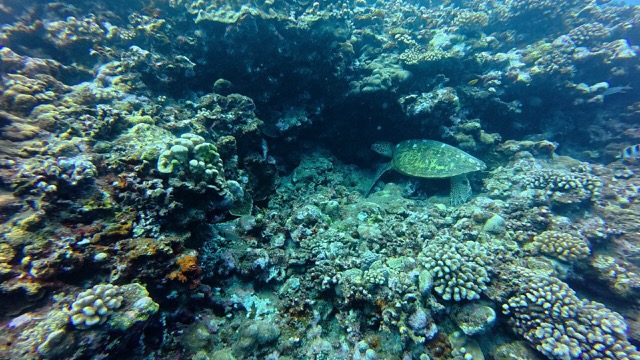 This turtle looked like he was humping the rocks