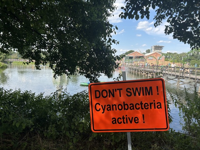 Don’t Swim! Cyanobacteria active!