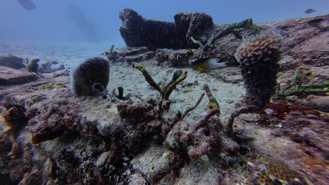 Reef