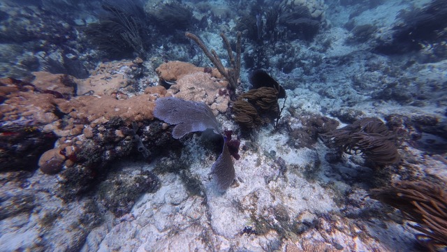 Sea fan swaying with the current