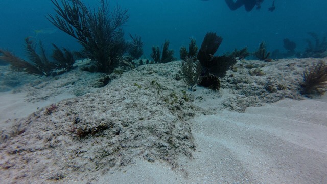 Sea Fan swaying in the current
