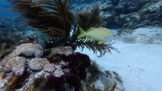 French Grunt (Haemulon flavolineatum)