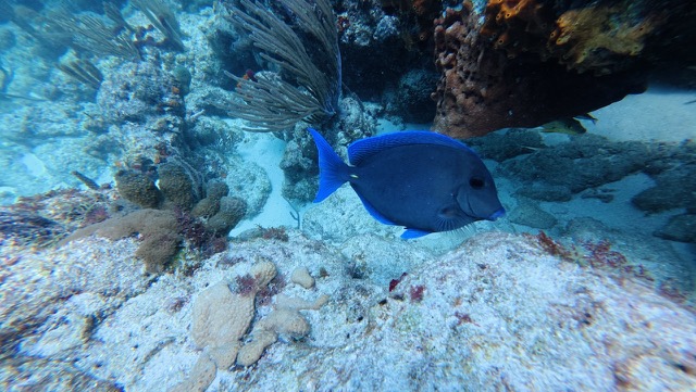 Atlantic Blue Tang (Acanthurus coeruleus)