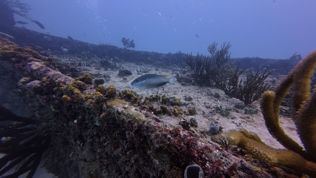 Possibly a Parrotfish