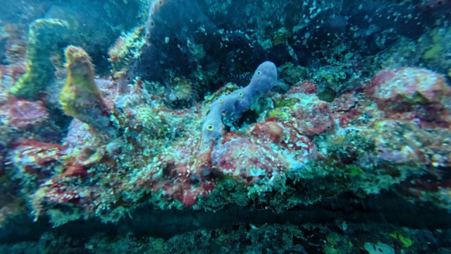 Purple Rope Sponge on the barge