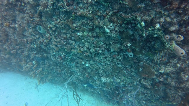 Spotted Goatfish (Pseudupeneus maculatus)