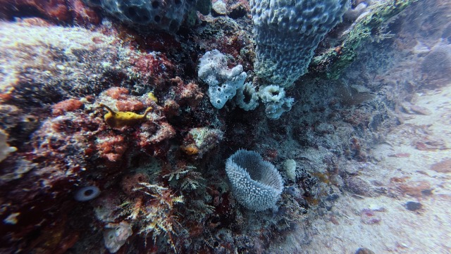 Vase Sponge
