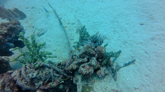 Lionfish