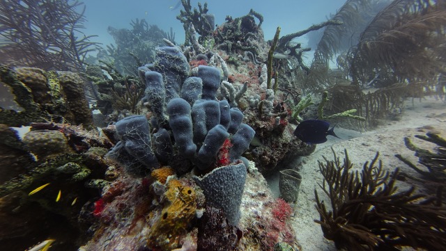 Coral Reef