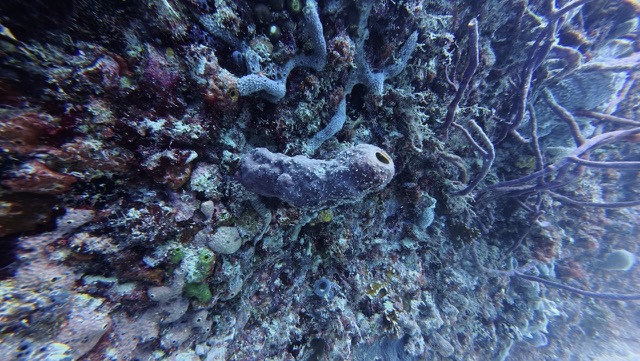 Cool Coral