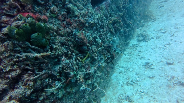 Another Smooth Trunkfish (Boxfish)