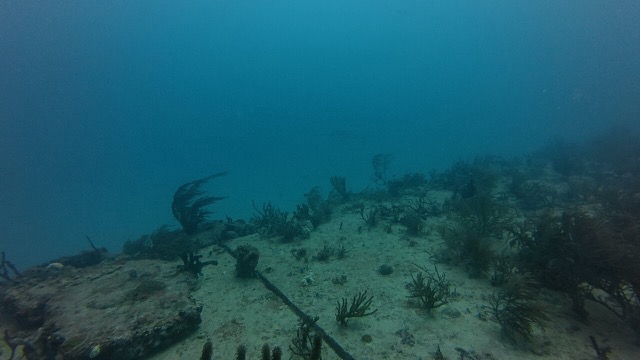 Loggerhead Turtle