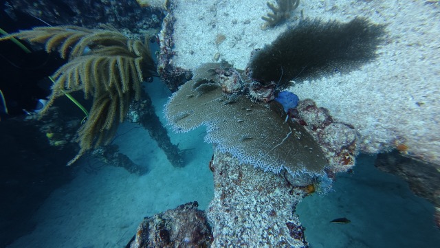 Sea Fan