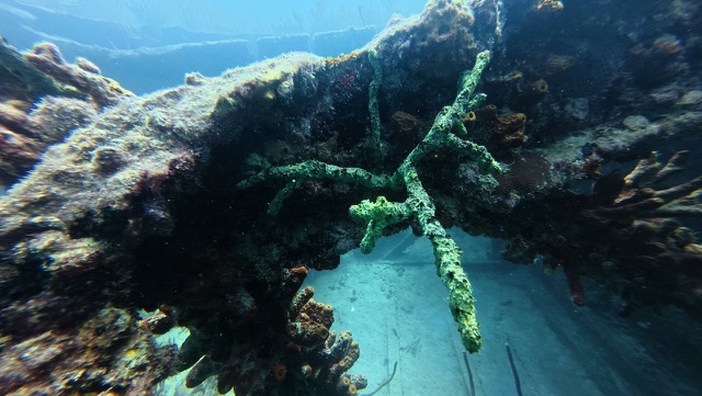 Coral