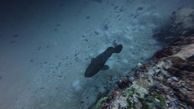 Goliath Grouper (Epinephelus itajara)