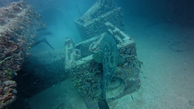 Goliath Grouper
