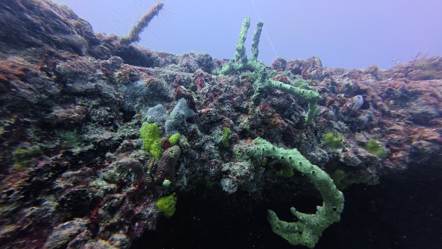 Coral growing on the ship