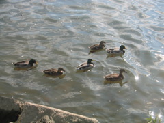 Aparently, they have DUCKS in DC too!