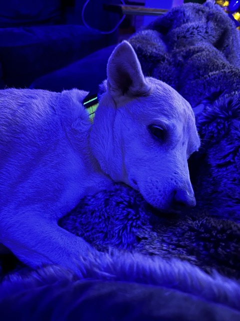 Chelsea resting comfortably