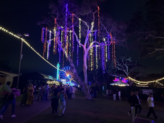 Trees decorated with lights